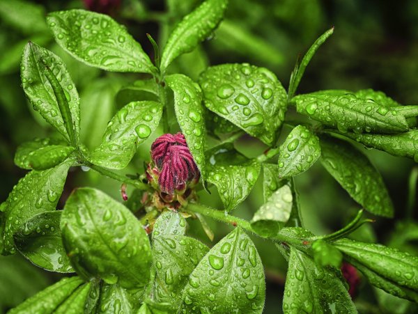 Рододендрон Кэннонс Дабл (Cannons Double) .jpg