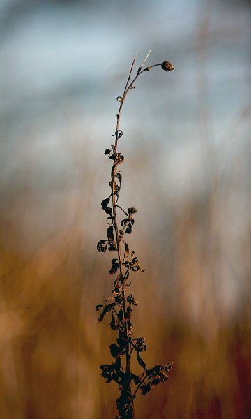 " спички и трава-большая беда"   IMGP 1709. jpg