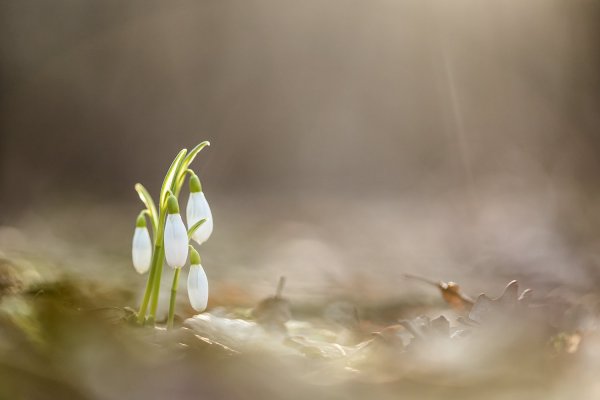 Будет весна