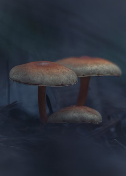 Ноябрьские грибочки