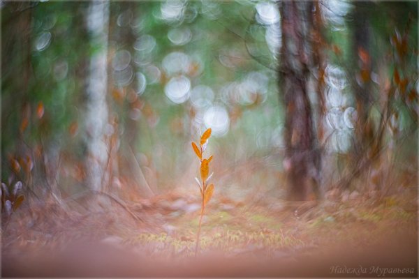 На болотах осень