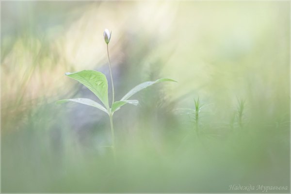 Весенняя пастель