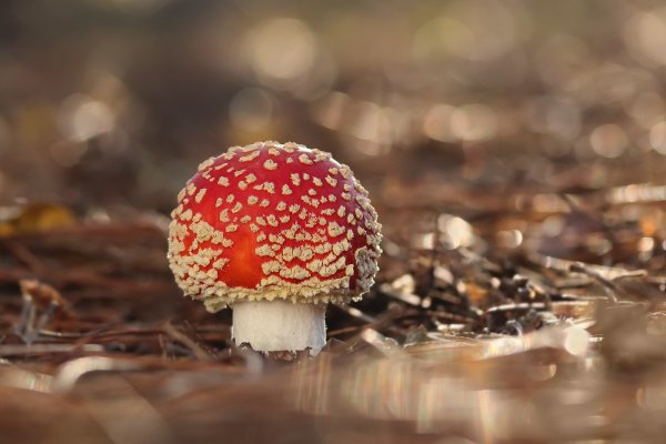 Ёлочная игрушка