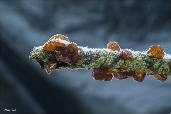 Дрожалки