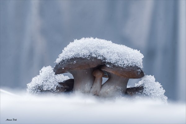 Завтрак Снежной королевы