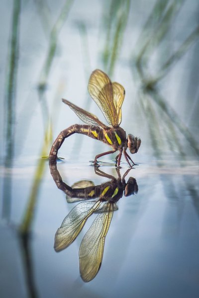Стрекоза Коромысло большое / Brown hawker, Aeshna grandis (Linnaeus, 1758).