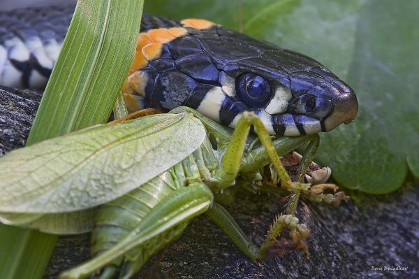 Зелёненький он был
