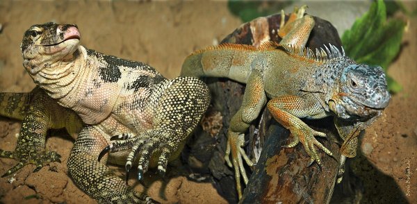 - "Мадам, ваши трёхдюймовые глазки путём меткого попадания зажгли огнедышащий пожар в моём сердце!"