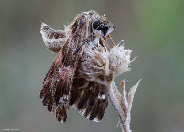 Хвост пистолетом
