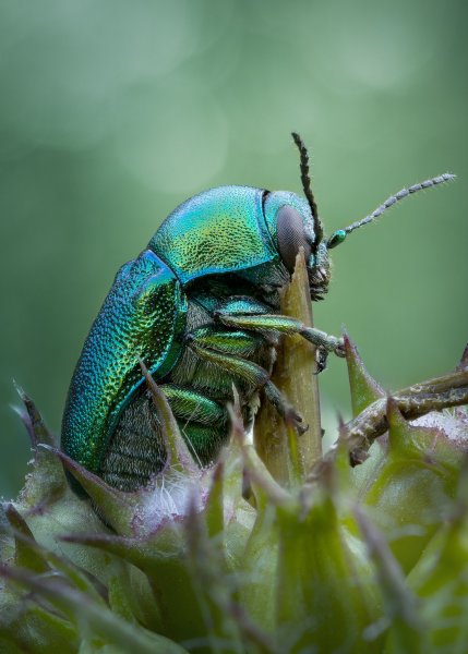 Держи меня, соломинка, держи