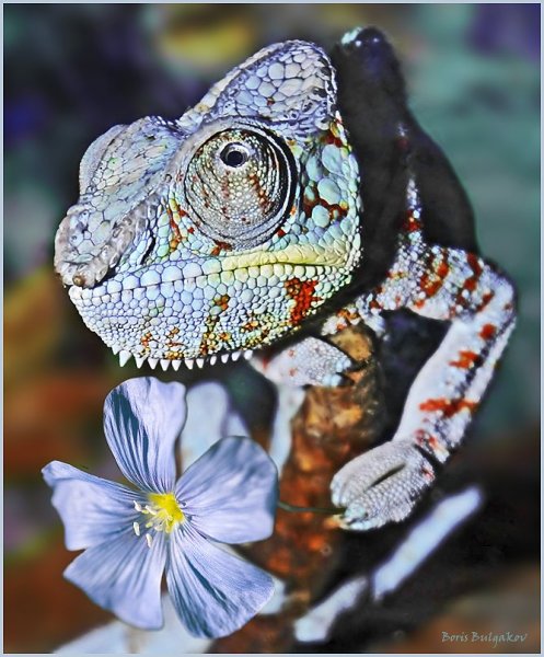 Милые дамы, с праздником! Искренне ваш.