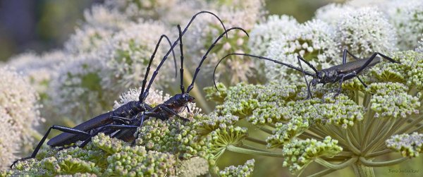 - Кому ты больше веришь - мне или своим бесстыжим глазам?!