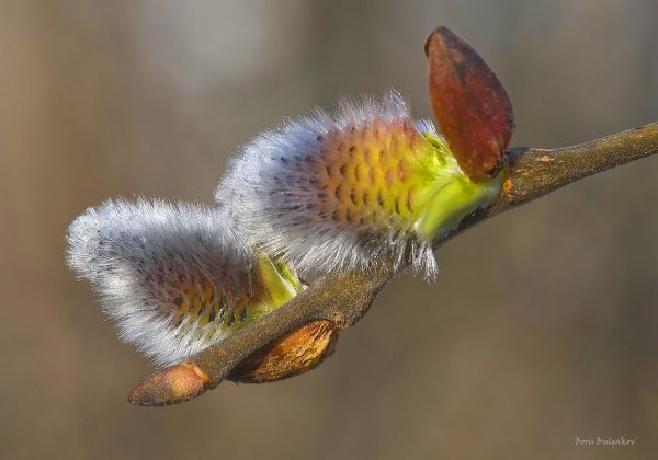 Бижутерия весны