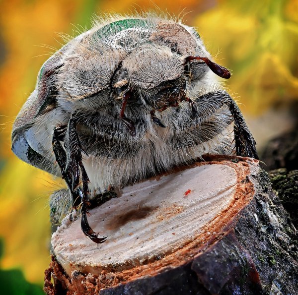 Старый шаман стучит в барабан