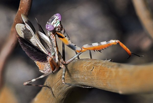 Упражнение на бревне