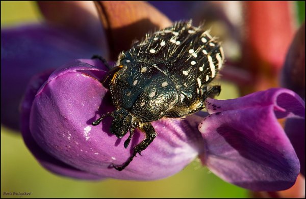 Фанат домино