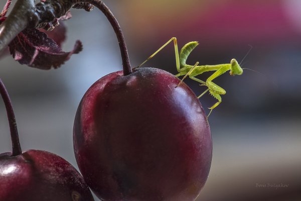 Маленький принц