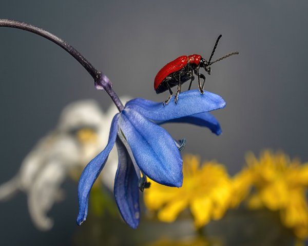 Трещалка лилейная