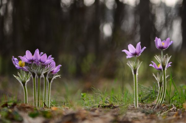 Мальчишки и девочки