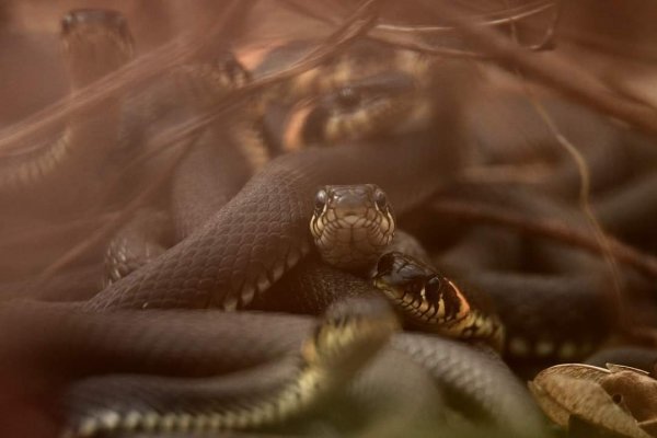 Прическа горгоны