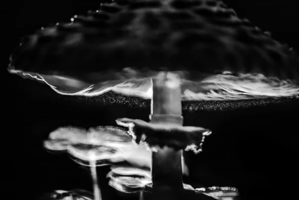 В черном-черном лесу...