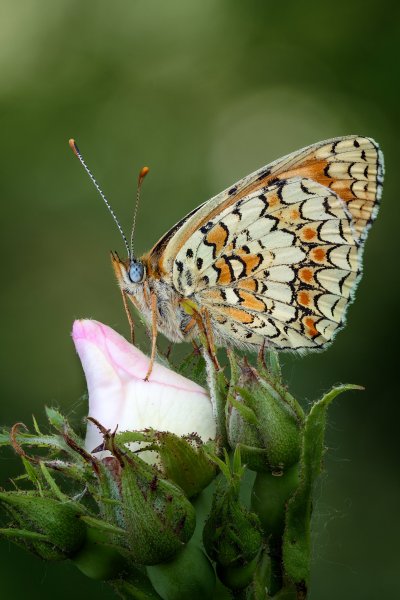 Melitaea phoebe