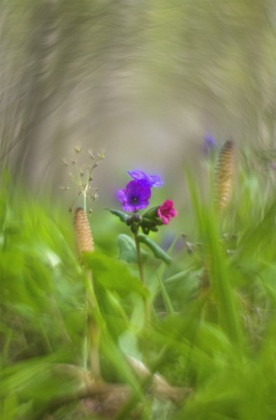 IMGP4392чек                Опять медуница))