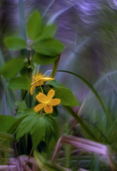 Ветреница ))       IMGP4427чек