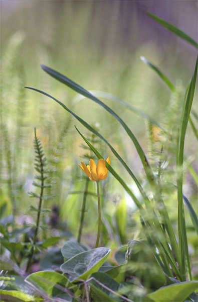 IMGP4455чек       Ветреница лютиковая))