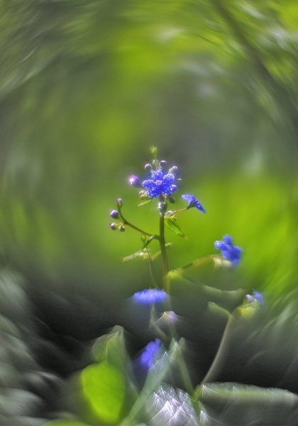 Незабудка после дождя ))    IMGP4713чек