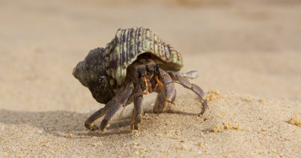 А где тут дорога к морю?