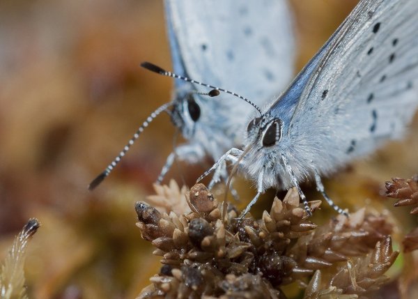 Конкуренты