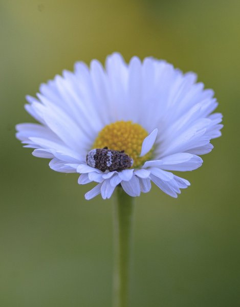Спят усталые игрушки...))