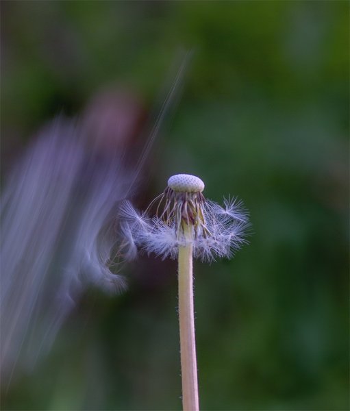 Унесённые ветром... ))
