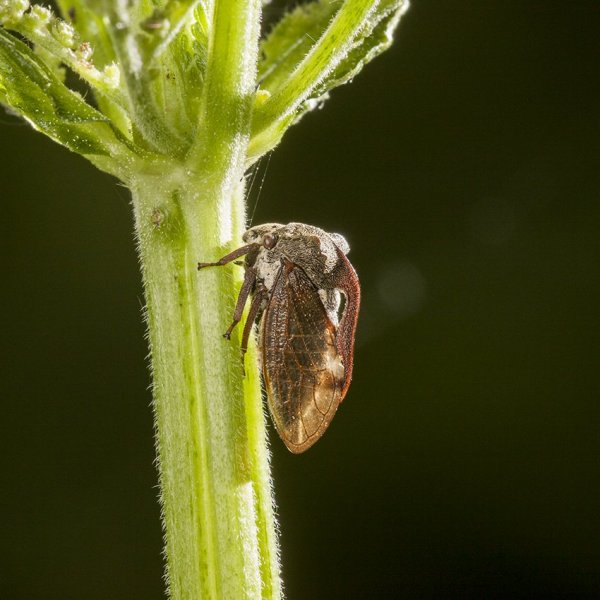 Горбатка обыкновенная