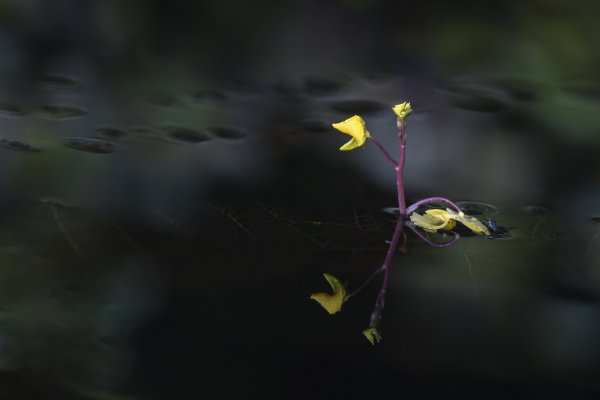 В царстве пузырчатки