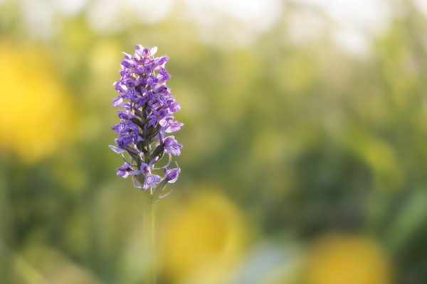 Пальчатокоренник