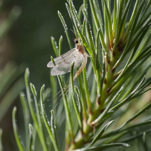 Мелкая подёнка (Ephemeroptera) на побеге сосны.