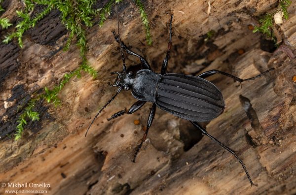 Carabus careniger
