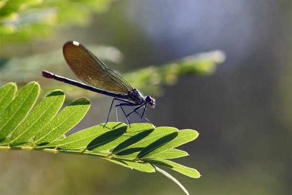 IMG_0007.jpg Calopteryx orientalis Красотка девочка