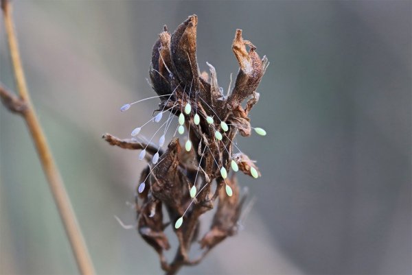 IMG_1561C, Златоглазки  в глубоком младенчестве