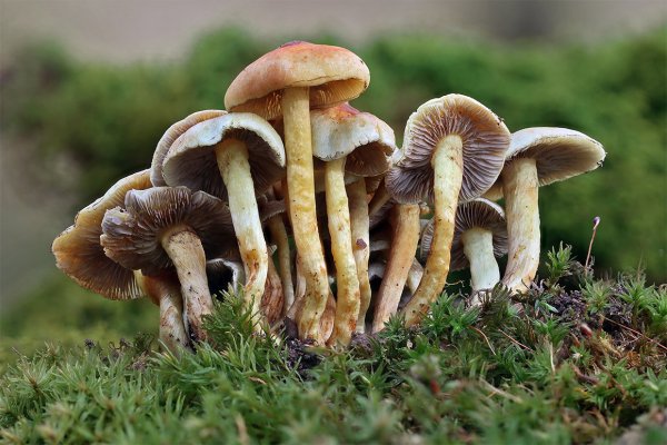+IMG_3722.jpg морозостойкие февральские грибочки, прятались под листьямии