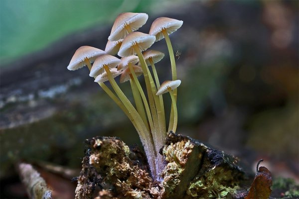 IMG_7100.jpgПрактически без названия. Октябрьский паучек на октябрьских же грибах.