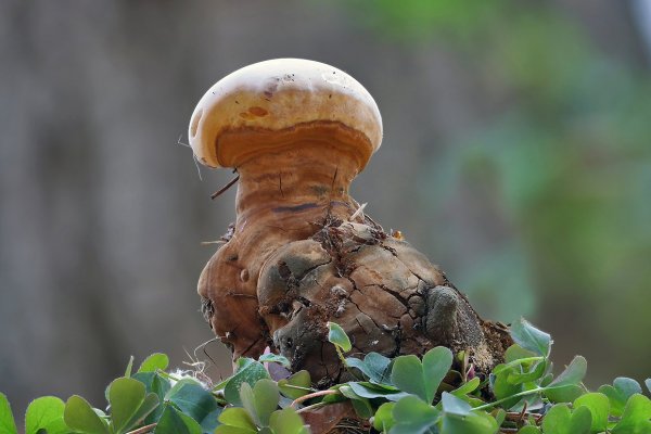 IMG_8333.jpg Одна маленькая но очень гордая птичка...