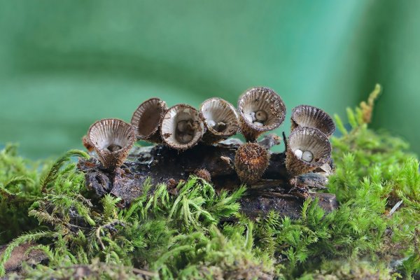 IMG_9228B бокальчики полосатые