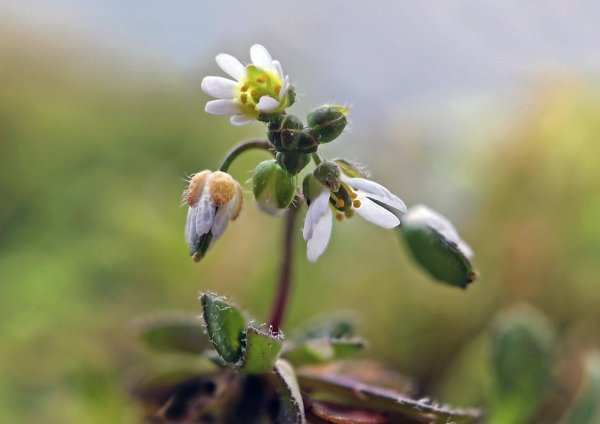 IMG_4686 ВЕСНЯНКА ВЕСЕННЯЯ - Erophila verna