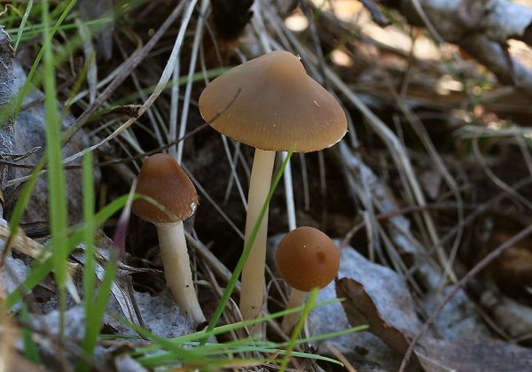 IMG_0134  одни их первых весенних грибов, названия к сожалению не знаю