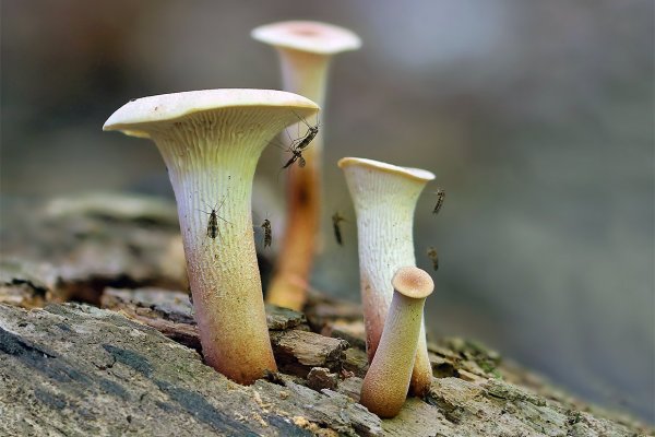 IMG_6080 Пилолистник и комары