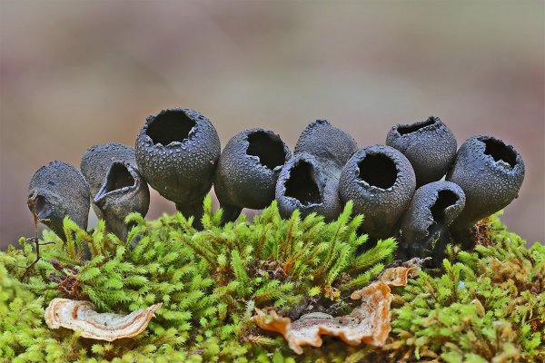 IMG_7629 Хор мальчиков урнулобокаловиднистов поет какую-то свою песню.