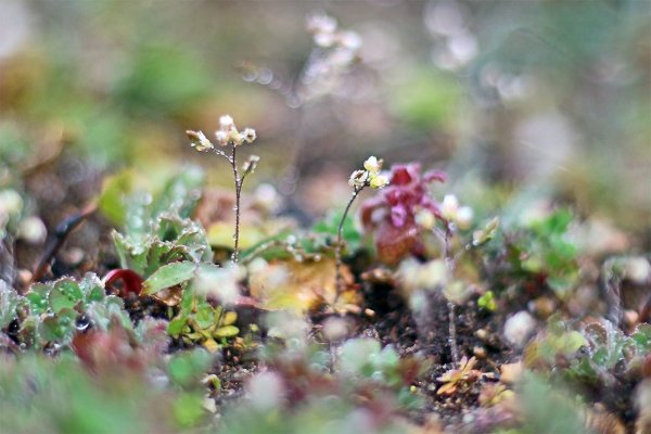 IMG_9154 Еще один мартовский снимок, и тоже прошлогодний